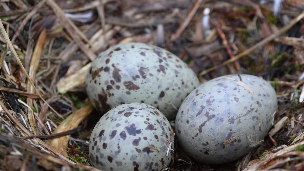 Ovos de petrel-gigante-do-sul (Macronectes giganteus, Procellariidae) dentro de um ninho na tundra na Geórgia do Sul, ilhas subantárticas, foto de reprodução da vida selvagem em close-up