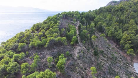 coastal forest aerial view
