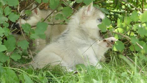 husky puppy chews a bush