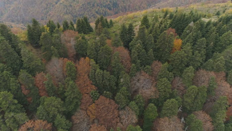 Bunter-Wald-Des-Luftherbstes-In-Bulgarien