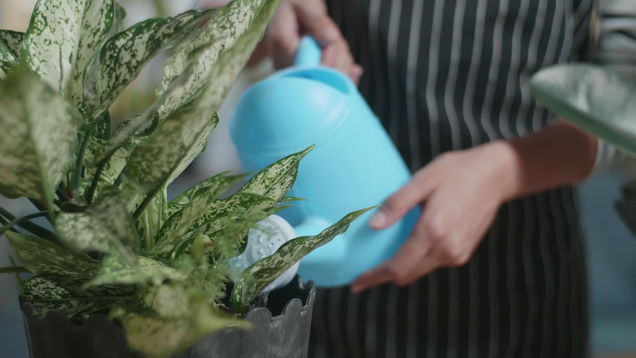여성의 손을 가까이 들고 물 비를 들고 집에 있는 식물에 물을 주세요.
