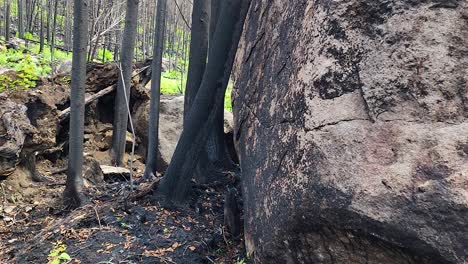 destroyed and burned trees, charred stones after a forest fire, natural disaster