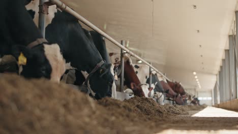 farm cowshed with dairy cows eating hay - slow motion