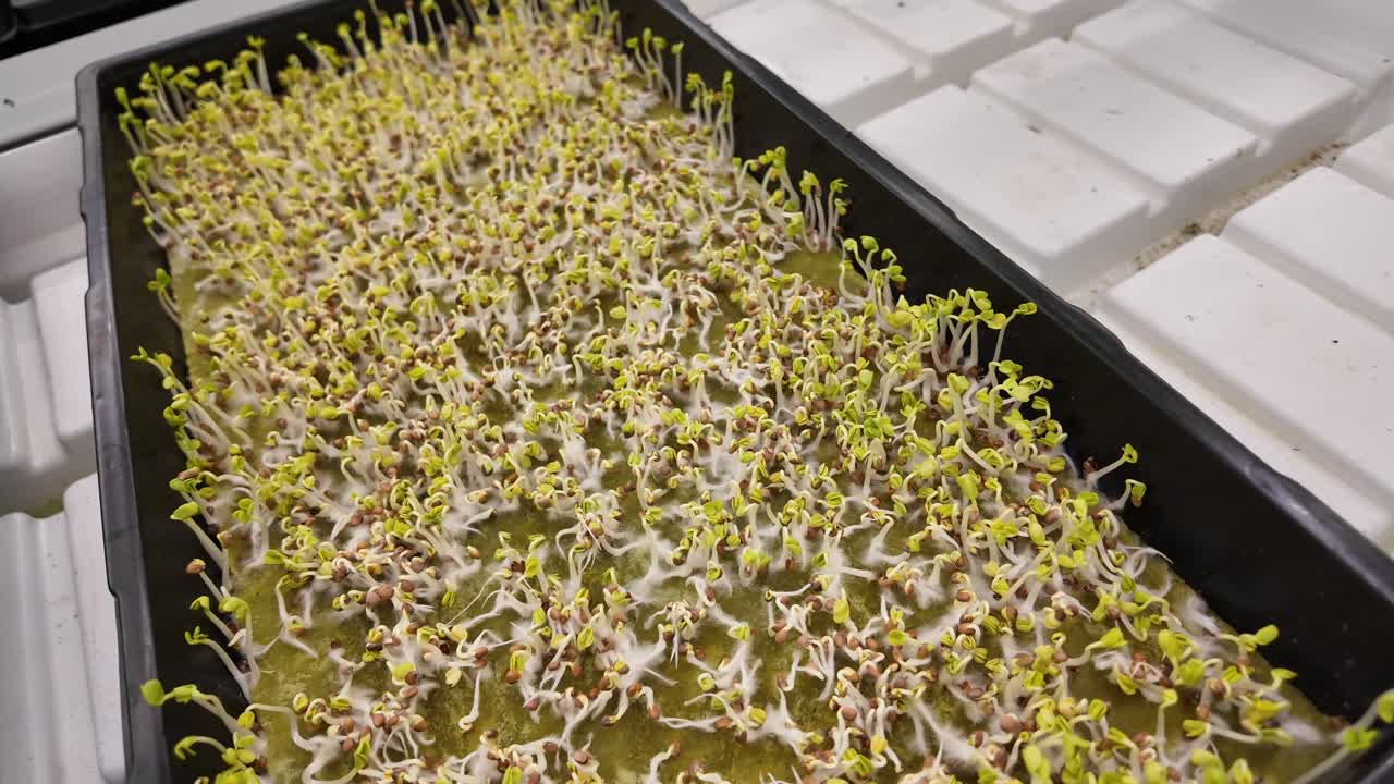 Natur gedeiht in einem Indoor-Farming-System.