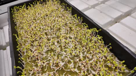 nature flourishing inside an indoor farming system