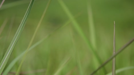 Una-Hierba-Perenne-Originaria-De-Asia-Tropical-Y-Subtropical-Y-También-Introducida-En-Varios-Países