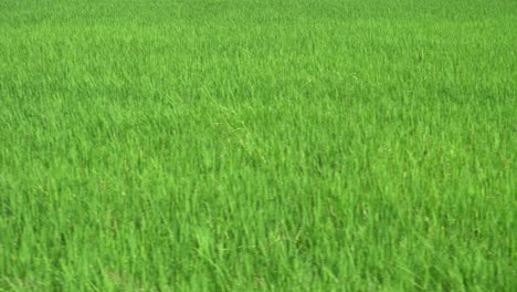 move in green paddy field.