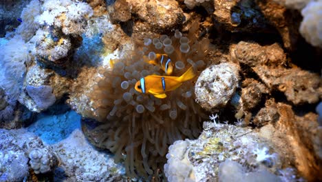 clownfish swim in between the sea anemone