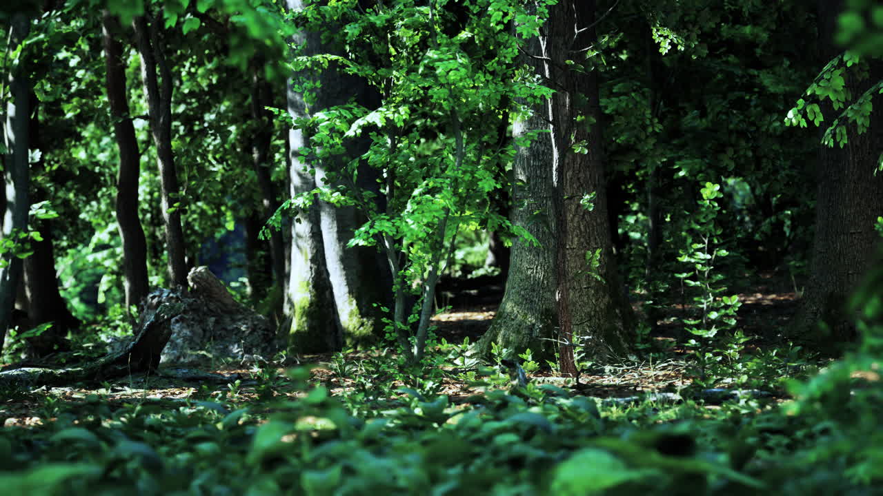 푸른 나무가 가득한 숲