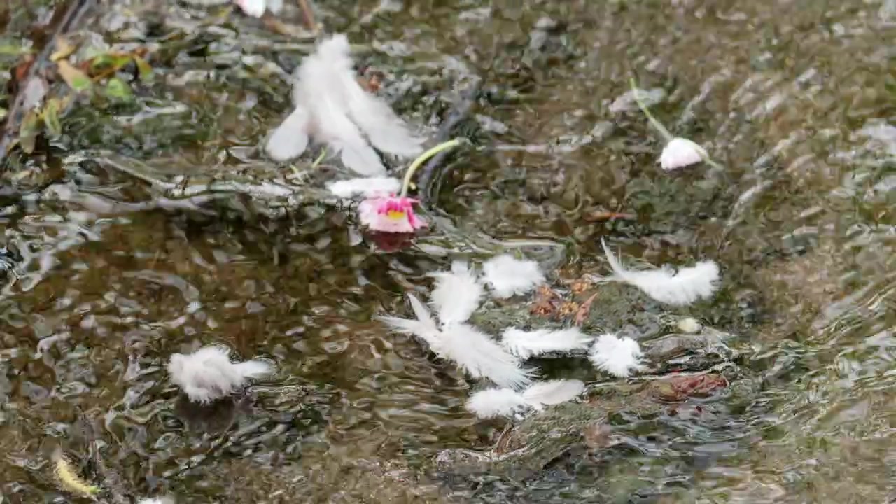 Multiple feathers and a small flower drifting along a shallow stream