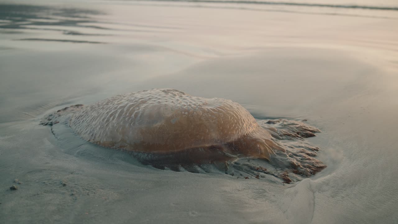 Jellyfish washed ashore at sunset slowly sinking into wet sand as waves recede along quiet beach