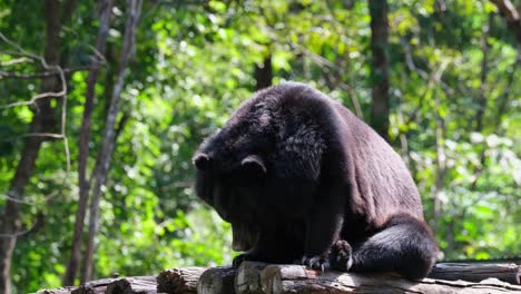 asiatic black bear, ursus thibetanus