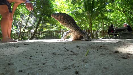 the monitor lizard tries to lick the man's hand.