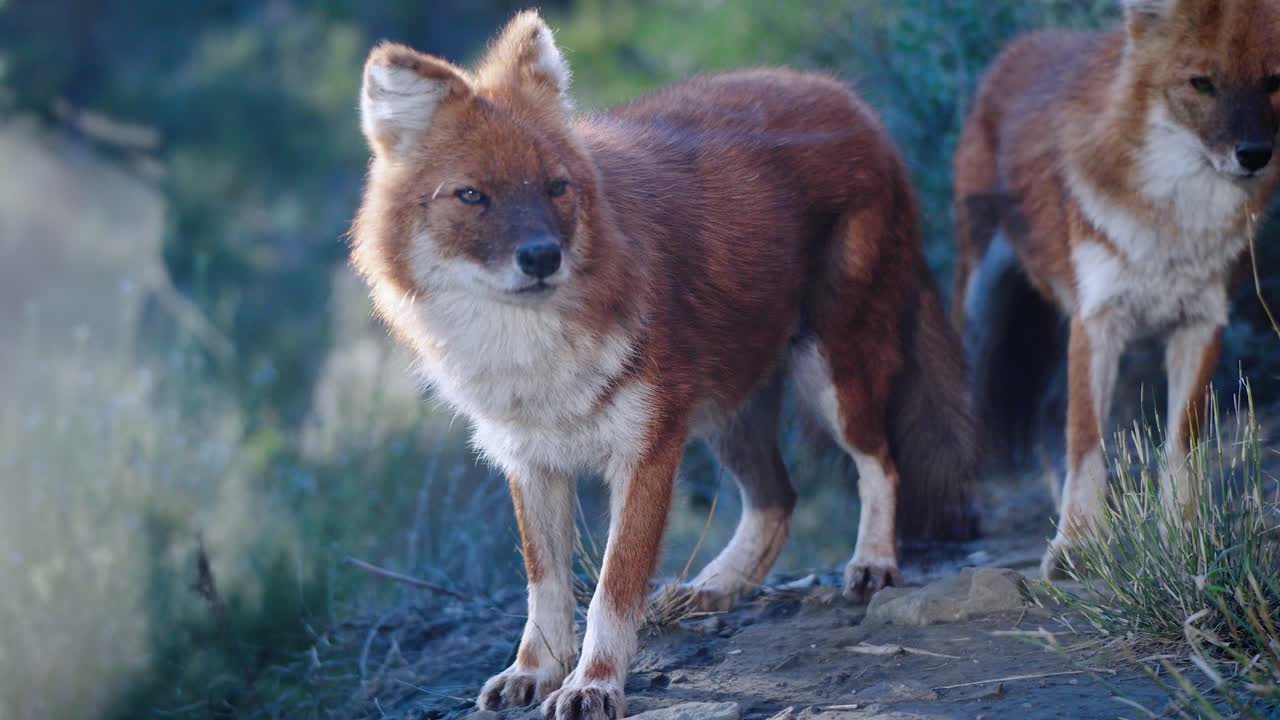 impresionante toma de dos dholes salvajes mirando a su alrededor con un agradable sol de hora dorada golpeándolos en el bosque
