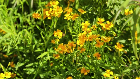 a hand gently reaches towards vibrant yellow flowers in a sunlit garden, capturing a moment of nature appreciation