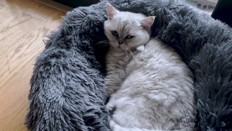 white persian cat relaxes in its cozy warm fur house at home