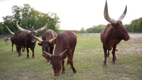 Ankole-Watusi-Hausrinder-In-Zeitlupe