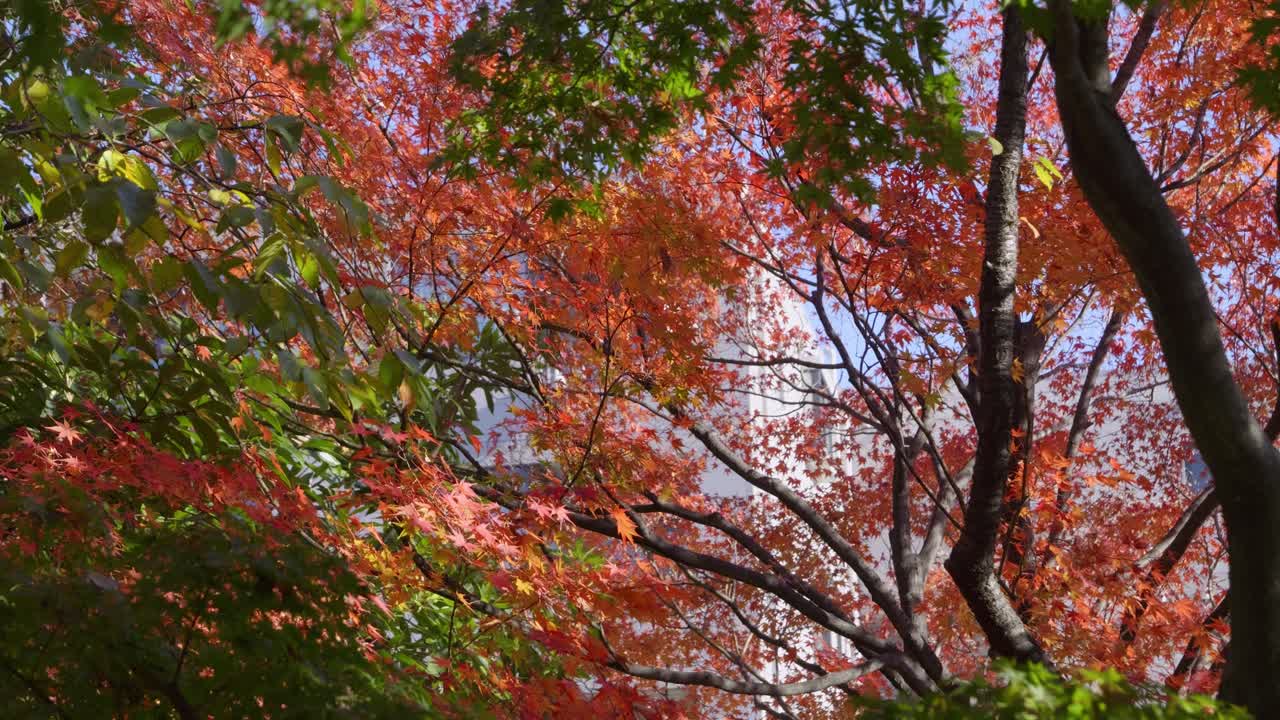 Vibrant fall foliage in full bloom, medium slider shot