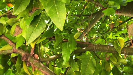 Filming-a-green-tree-from-the-bottom-up-in-Marbella-Malaga-Spain