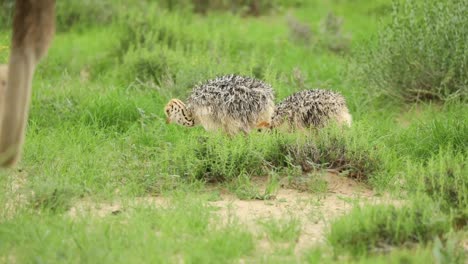 panning shot of two ostrich chicks pecking in the green grass of the kgalagadi transfrontier park with the mother hen in the foreground