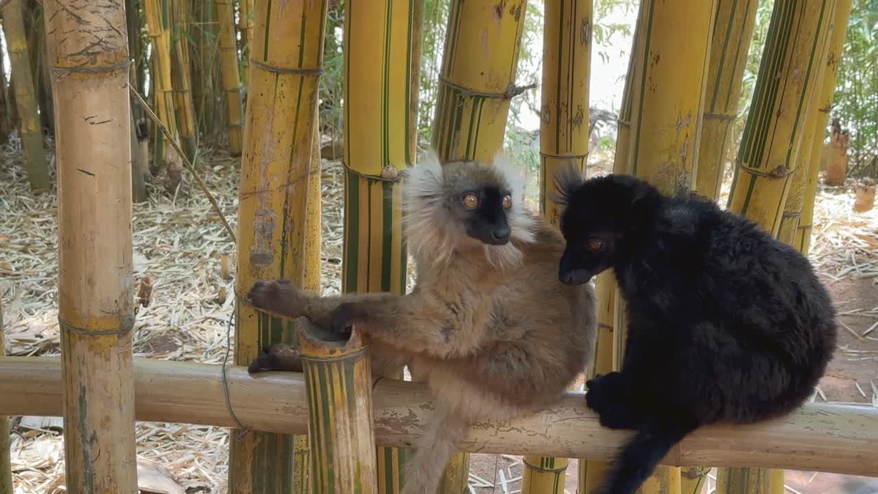 Lemur hitam jantan (Eulemur macaco) datang dan duduk di samping betina. Madagaskar