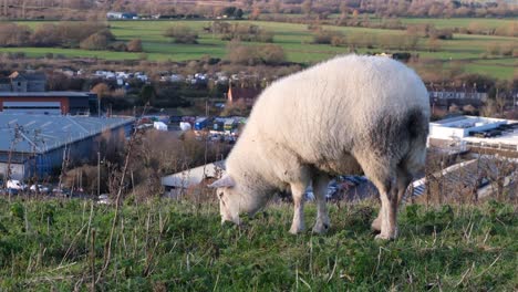 Ovejas-Blancas-Esponjosas-Contemplando-La-Hierba-En-El-Campo-Rural-Con-Vistas-A-Los-Edificios-Y-El-Tráfico-En-La-Ciudad-De-Glastonbury,-Somerset,-Inglaterra