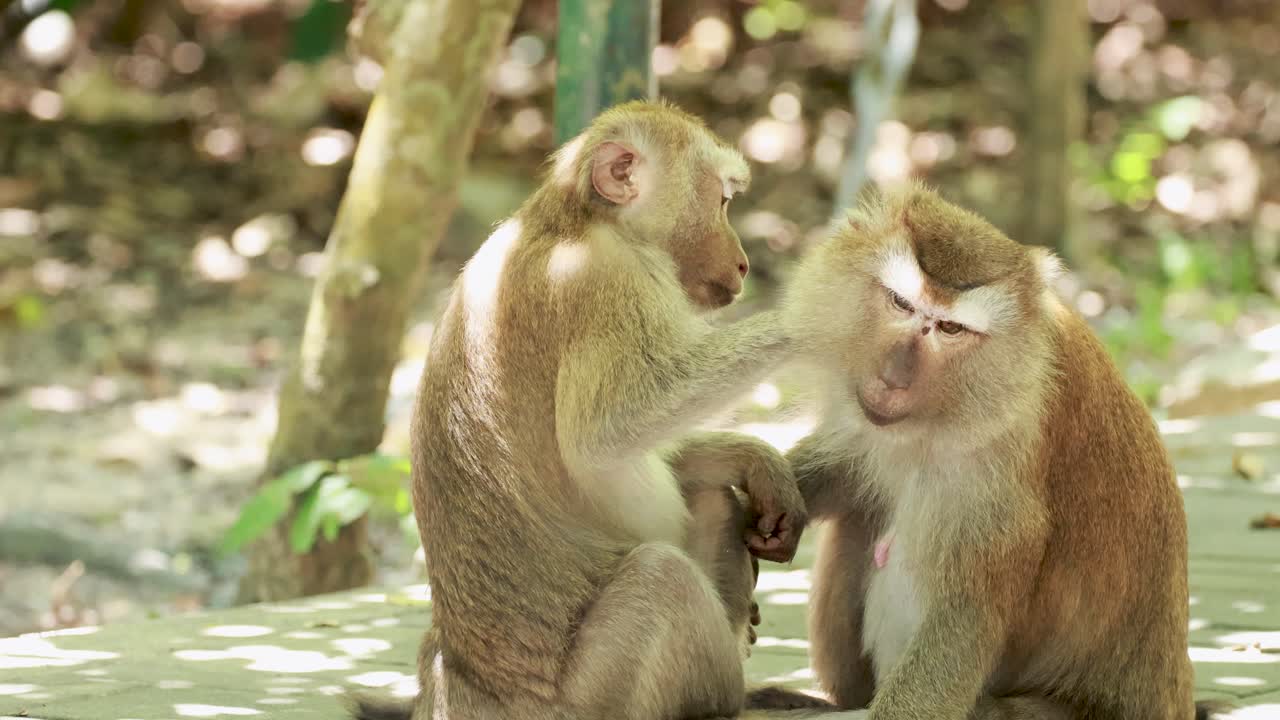Two southern pig-tailed macaques engage in grooming behavior in a sunlit forest setting in Phuket, Thailand