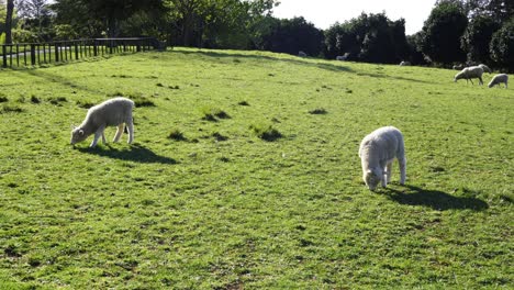 Little-Sheep-eating-grass-at-one-tree-hill-New-Zealand