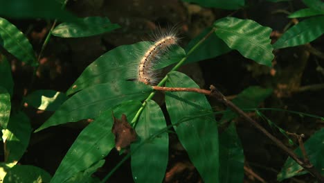 Herbstwebwurm-Mottenraupe,-Die-Auf-Einem-Blatt-Sitzt-Und-Sich-Im-Wind-Bewegt