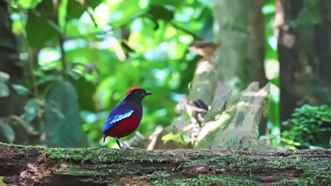 garnet pitta bird portrait in taman negara national park near merapoh in malaysia. close-up shot