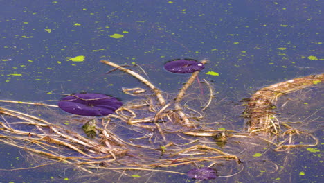 Tortugas-De-Agua-Escondidas-En-El-Nenúfar