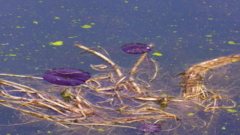 tortugas de agua escondidas en el nenúfar