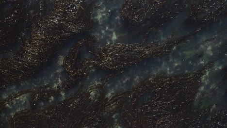 4k overhead of a whole group of harbor seals relaxing in a kelp lagoon