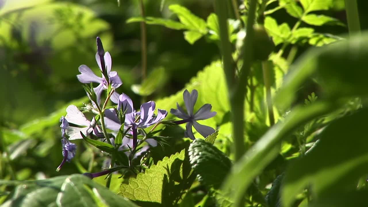 2020 primer plano de las flores de lirio del nilo
