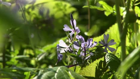 2020-Nahaufnahme-Von-Lilie-Der-Nilblumen