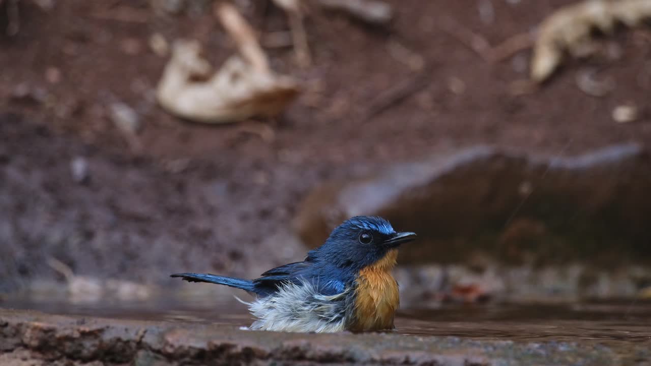 tomando un baño de la tarde en lo profundo del bosque mientras chirría y sacude su cuerpo en el agua mientras la cámara hace zoom, la mosquitera azul indochina cyornis sumatrensis, tailandia