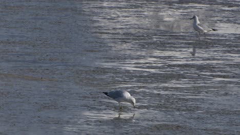 a lone seagull is walking in the mud searching and finding some food.  one seagull also walks in the background
