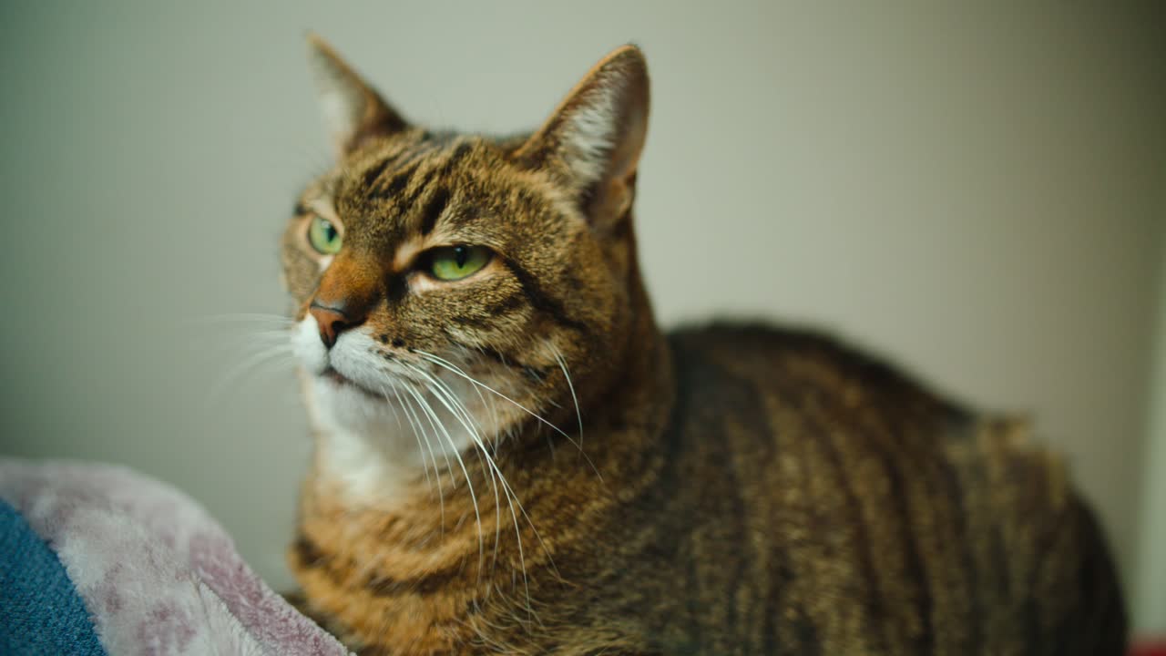 Gatto domestico seduto comodamente su una coperta