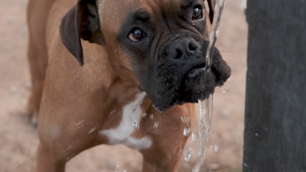 Dog drinking water from park water fountain stream -slowmotion