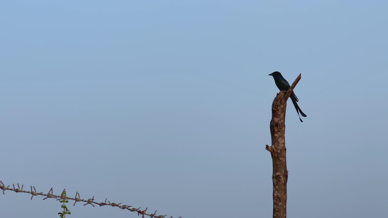Black Drongo is perched on wooden pole, a common bird species found in India. It's known for its distinctive black plumage and forked tail