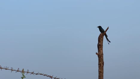 black drongo is perched on wooden pole, a common bird species found in india. it's known for its distinctive black plumage and forked tail