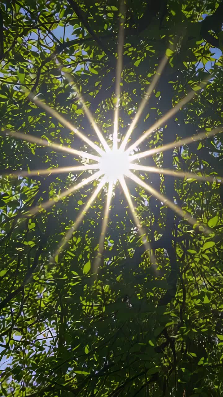 Vídeo vertical: rajada de sol cintilante e folhas se movendo no jardim com a brisa e reflexo da lente