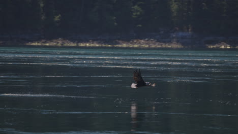 águila atrapando peces en el océano en canadá