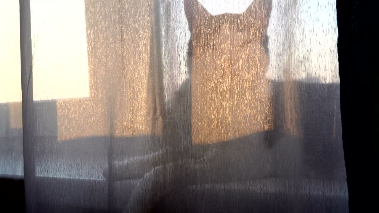 해가 뜨고 해가 지는 시점 에 창문 앞 에 누워 있는 집 고양이 의 실루