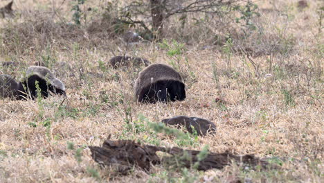 adulto y joven de tejón de miel en busca de comida en la sabana arbolada