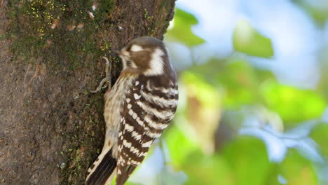 japanese pygmy woodpecker pecking tree trunk while clambering up searching food - close-up