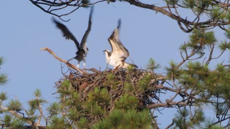 a pair of ospreys argue in a nest before one of them flies off