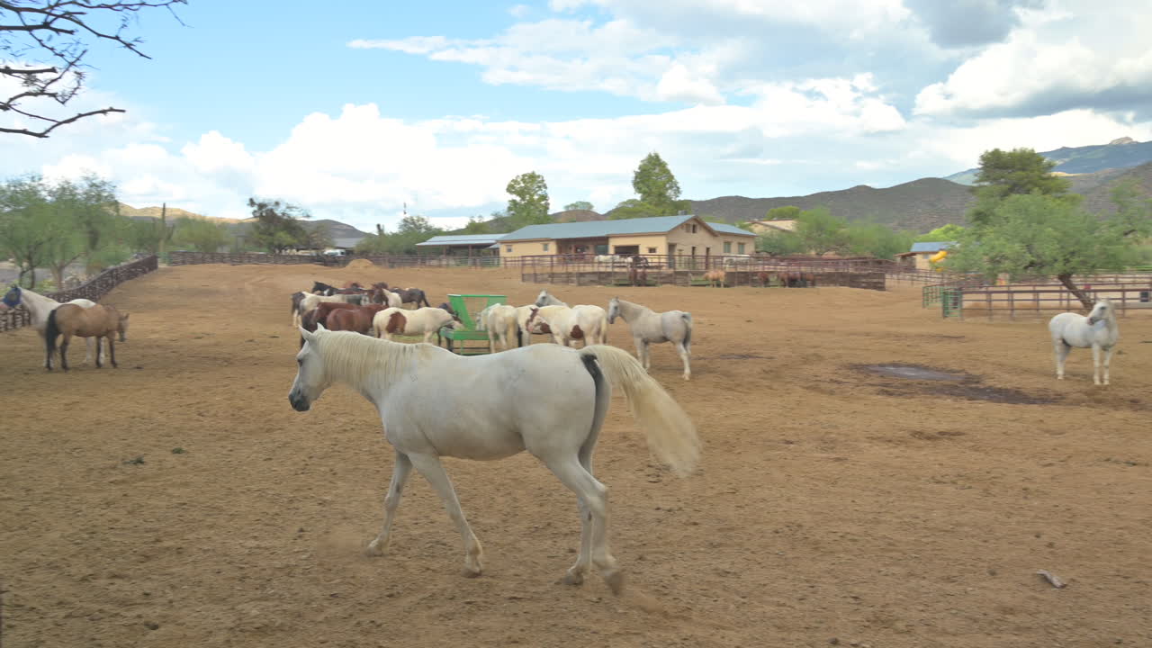 caballo blanco camina en la arena entre muchos otros caballos en el corral de un rancho de arizona