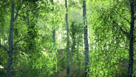 Panorama-Des-Birkenwaldes-Mit-Sonnenlicht