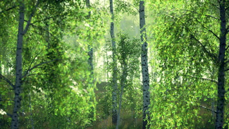 panorama del bosque de abedul con luz solar